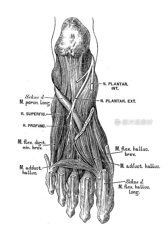 足部神经与肌肉