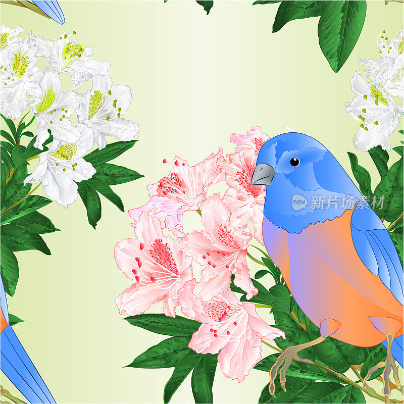 无缝纹理小鸟小蓝鸟画眉和浅粉色和白色杜鹃花水彩春天背景复古矢量插图编辑