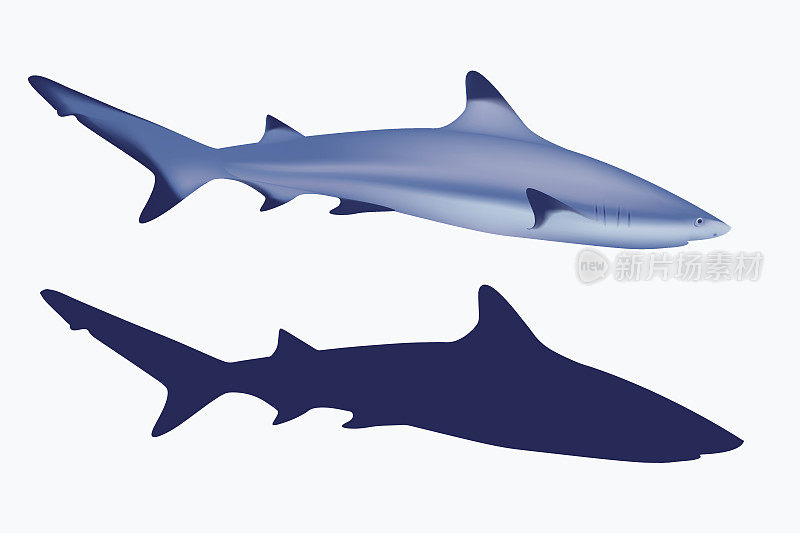 灰礁鲨。现实的网格插图和剪影