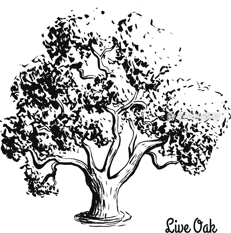 素描树插图