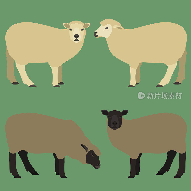 绵羊在不同的姿势。