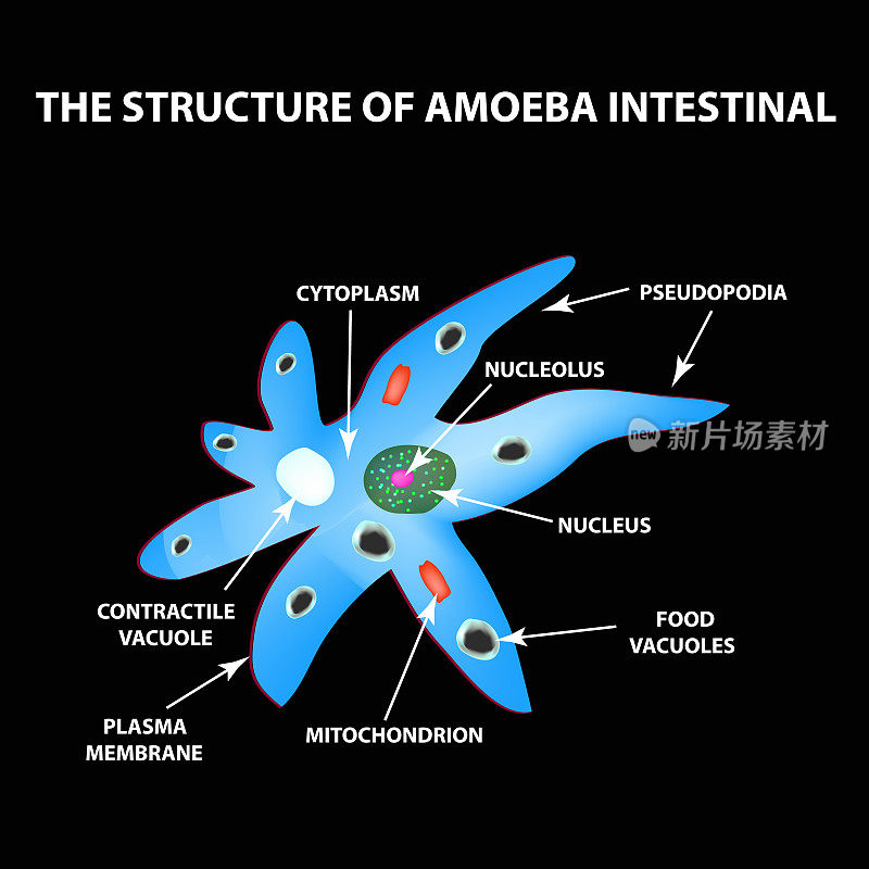 变形虫的结构是肠内的。肠道阿米巴病。信息图。矢量插图上的黑色背景。