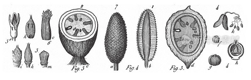 西米棕榈，西米树，各种木本单子叶植物的生境分组和繁殖部位，尤其是棕榈树和苏铁雕刻古董插图，1851年出版