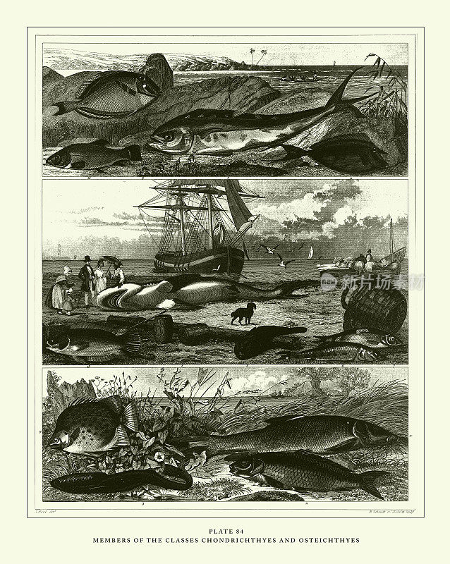 雕刻古董，软骨鱼类和硬骨鱼类的成员雕刻古董插图，1851年出版
