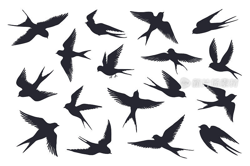 飞鸟轮廓。一群燕子、海鸥或海鸟孤立在白色背景上。不同步骤的向量集