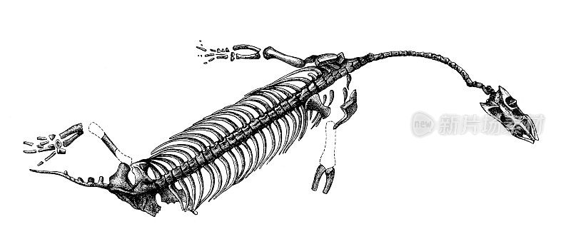 新龙是一种已灭绝的海洋爬行动物属，属于非龙目，产于意大利、瑞士和德国。它身长18厘米，是最小的无龙之一。新龙可能以小鱼为食