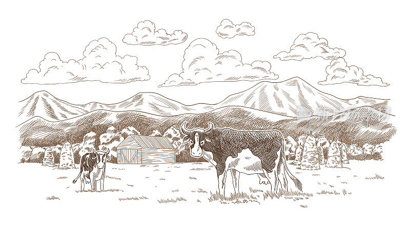 在草地上吃草的牛。手绘农田与谷仓矢量插图。乡村景观，乡村复古素描