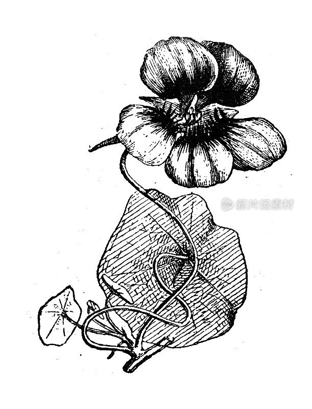 古色古香插图:金莲、花园旱金莲