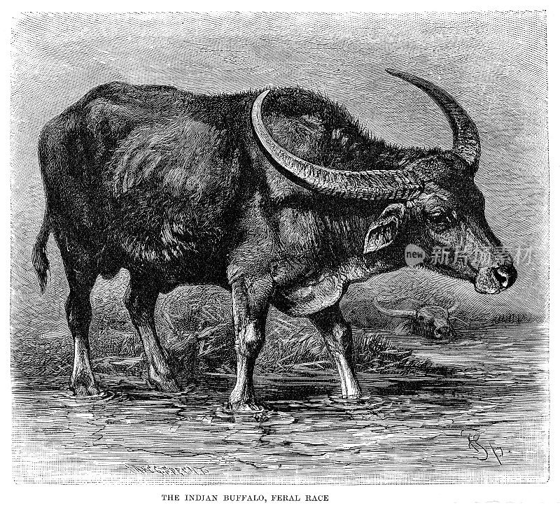 印第安水牛雕刻1893年