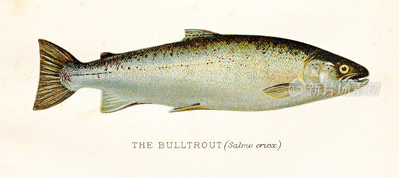 1894年的bulltrout鱼古董插图