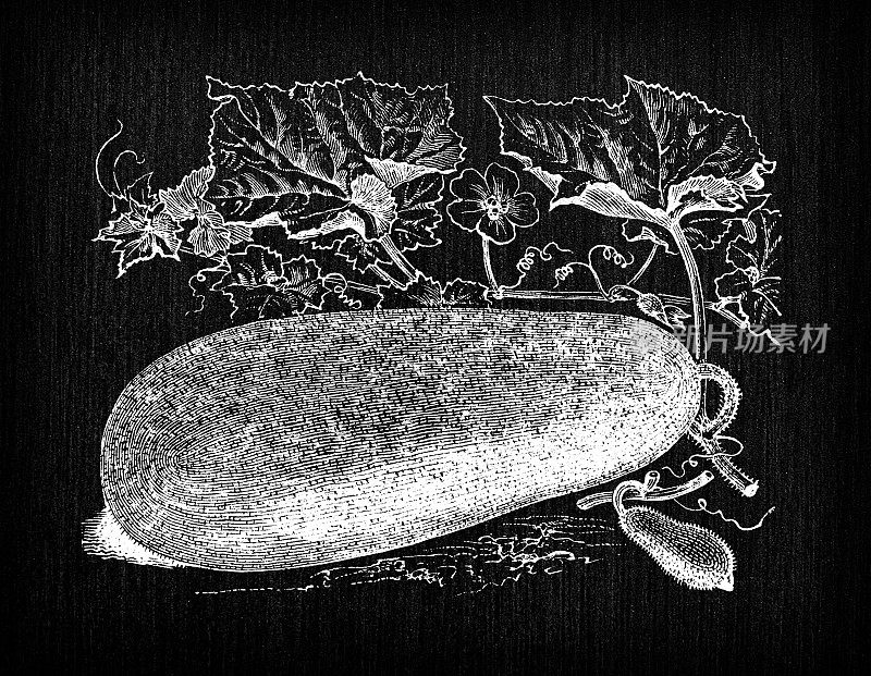 植物学蔬菜植物仿古雕刻插图:冬瓜