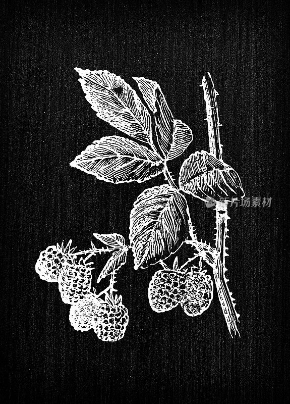 古色古香的法国版画插图:树莓