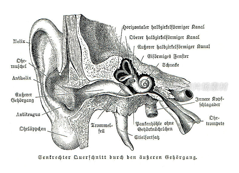 1896年内中耳人体解剖图