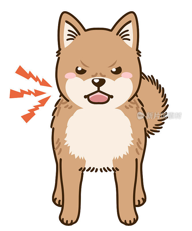凶恶的北海道犬(棕色皮毛)