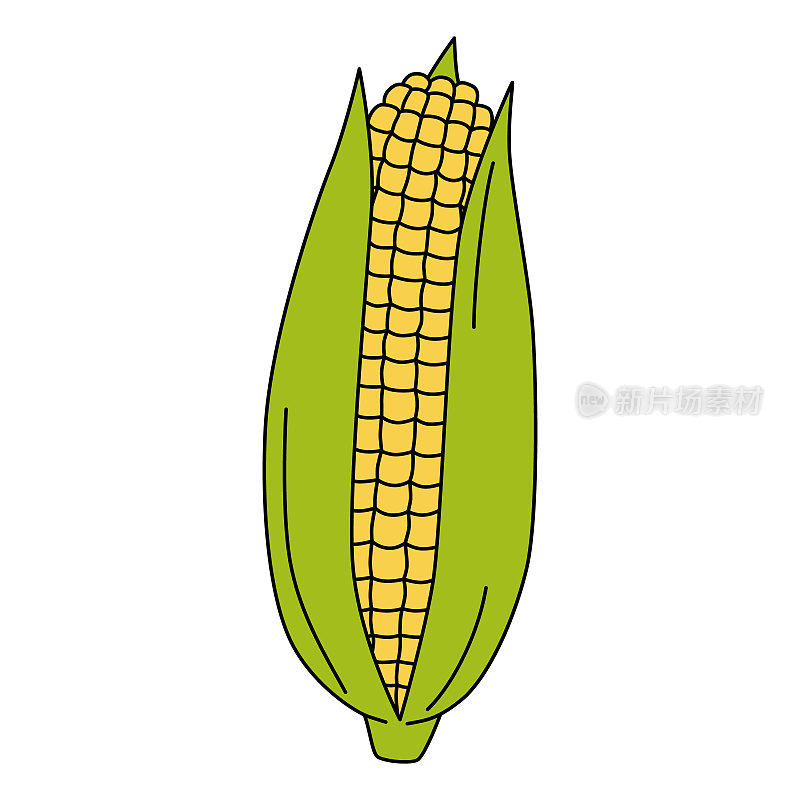 卡通玉米耳朵。在白色上分离的成熟玉米的矢量图。色彩斑斓的玉米棒