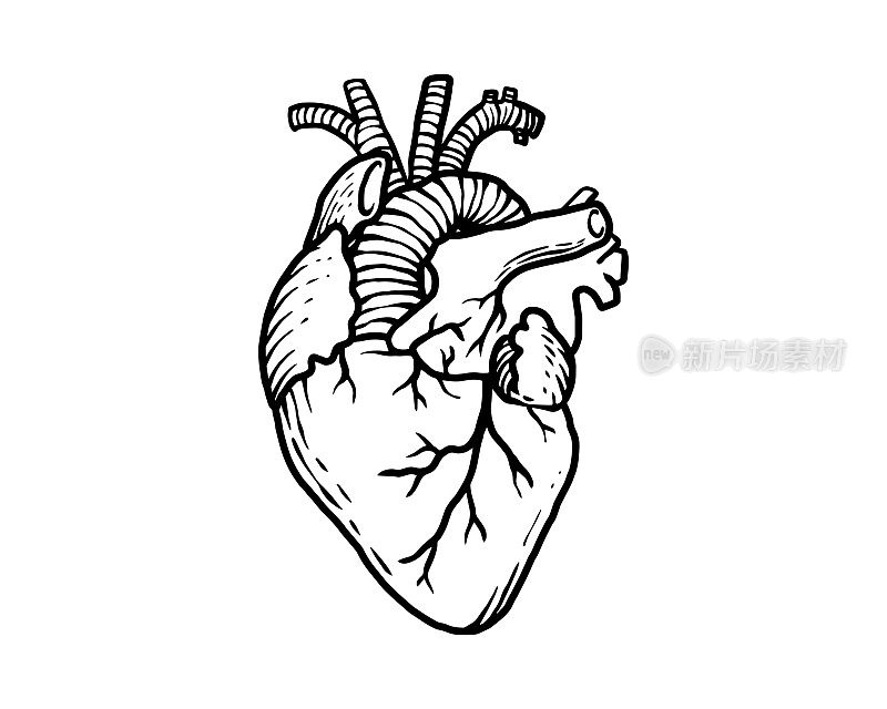 人类心脏的轮廓图。