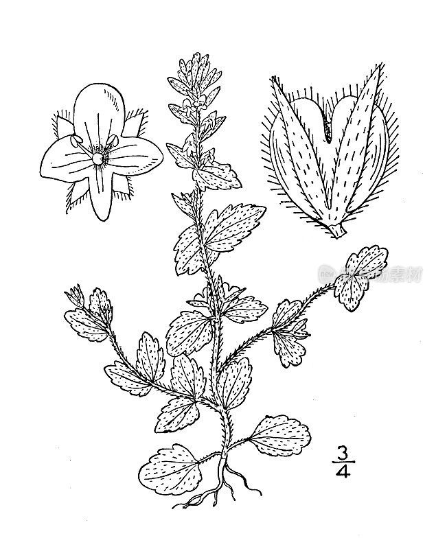 古董植物学植物插图:维罗妮卡阿文西斯，玉米Speedwell