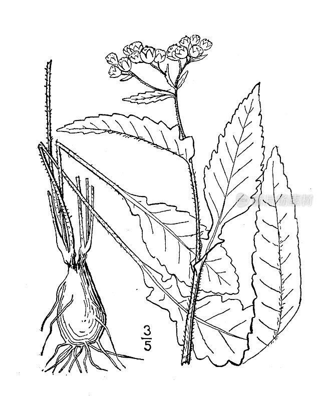 古植物学植物图例:百穗草、百穗草