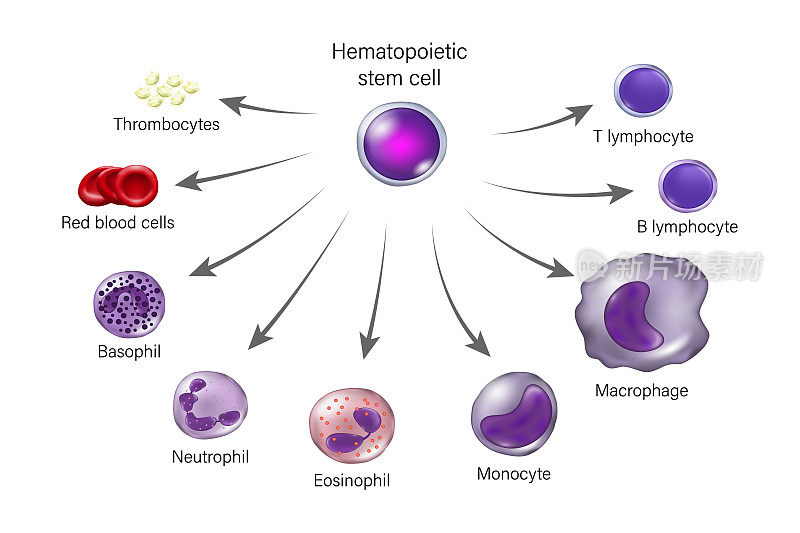 造血干细胞。红细胞、白细胞和血小板。