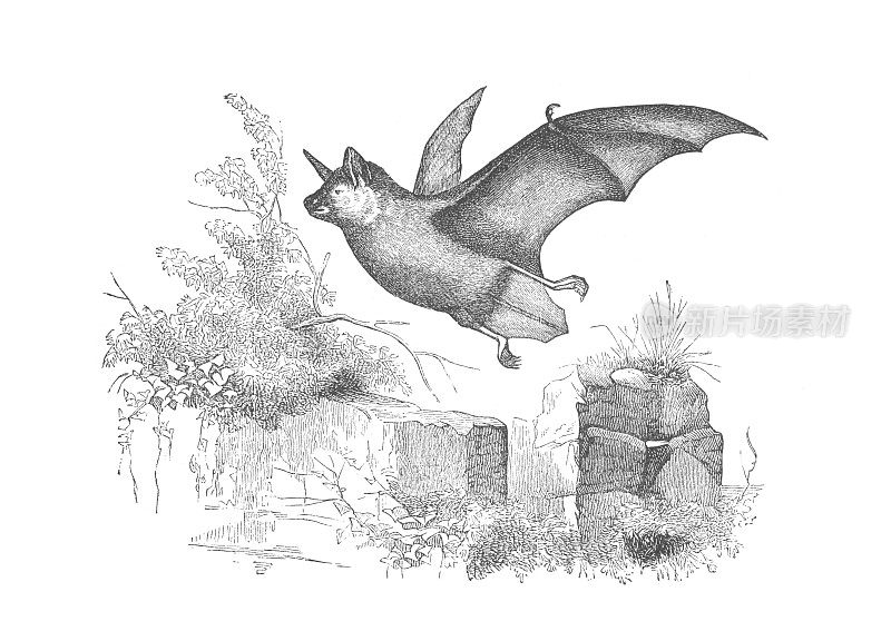 一只蝙蝠在飞行，古董版画插图