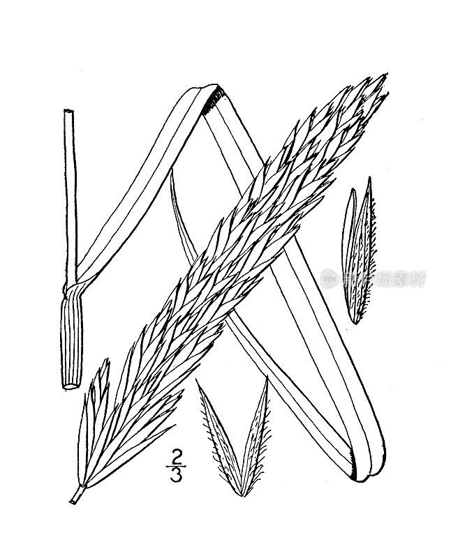 古植物学植物插图:沙雷纳草，海莱姆草