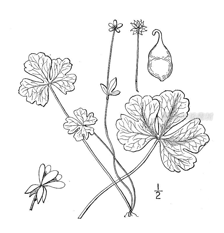 古植物学植物插图:毛茛、金凤花