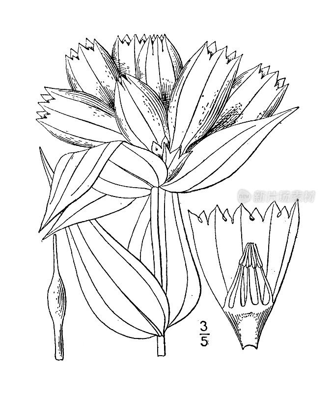 古植物学植物插图:黄龙胆、黄龙胆