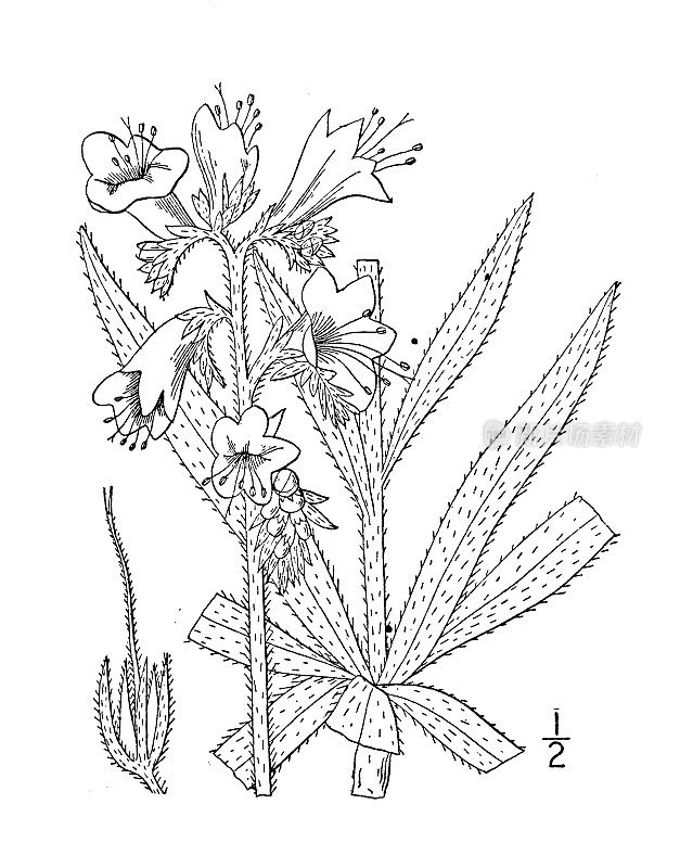古植物学植物插图:月桂，蛇舌草，蓝草