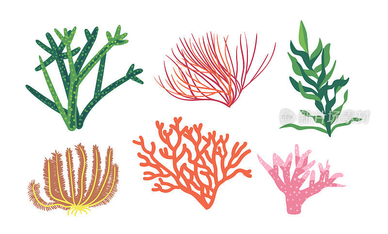 采购产品珊瑚和海草，水下海带或海带植物。孤立的海洋或水族馆草，海洋生物，植被