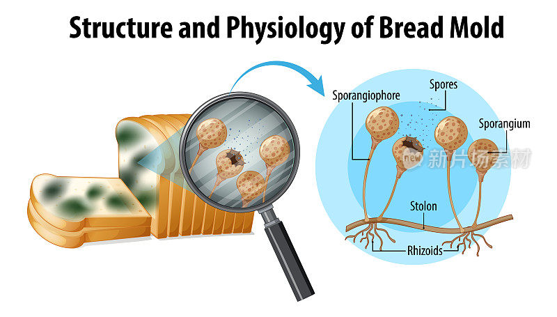 面包霉菌的结构与生理