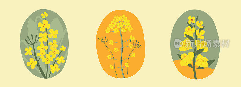 收藏手绘黄油菜花。花卉插图卡，标志。平的风格。向量油菜花蕾。所有元素都被隔离在白色背景中。