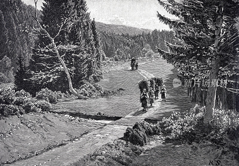 图林根，在施瓦扎山谷，妇女在森林里收割