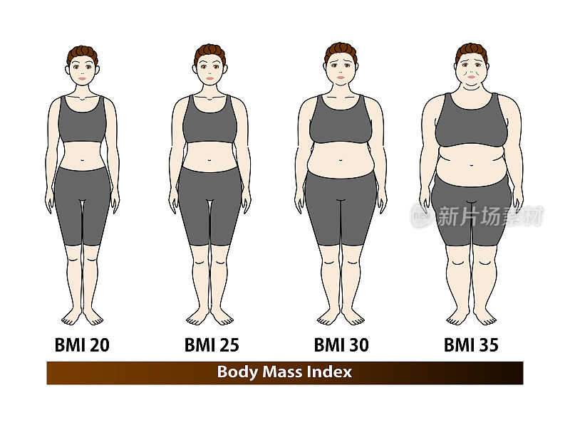 根据BMI指数，中年女性的体型变化。插图。向量。