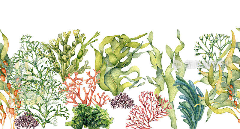 无缝横幅的彩色海洋植物水彩插图孤立在白色。