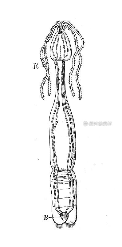 古董生物动物学图像:四鼻龙