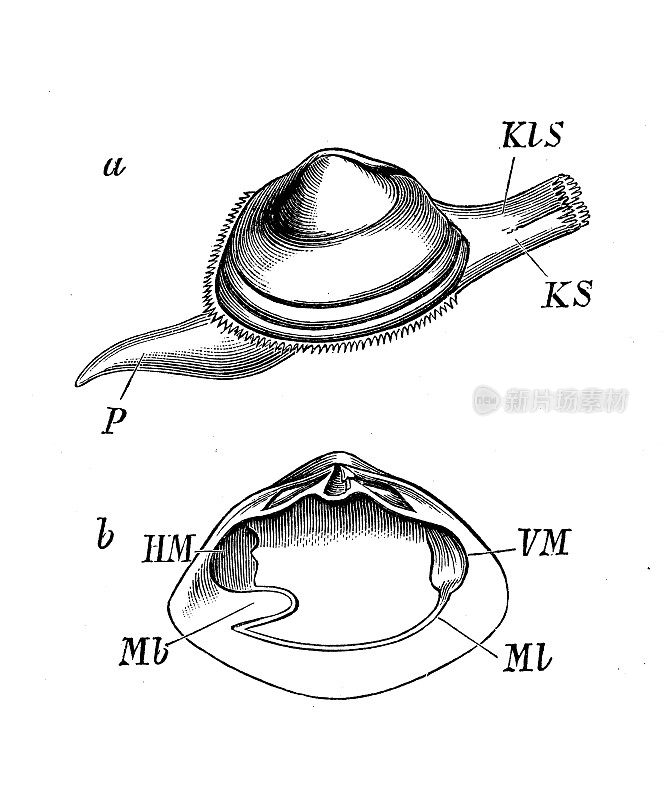 仿古生物动物学图像:椭圆大斑，固体大斑