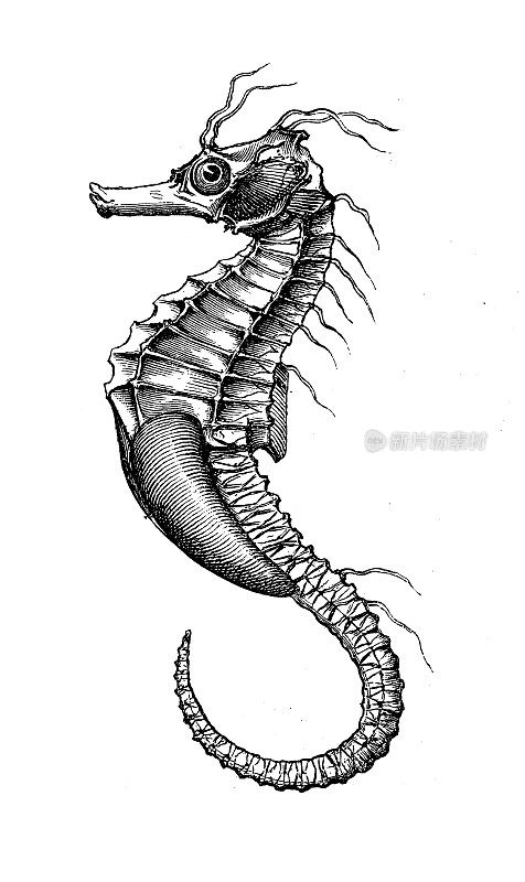 古代生物动物学图像:海马、海马