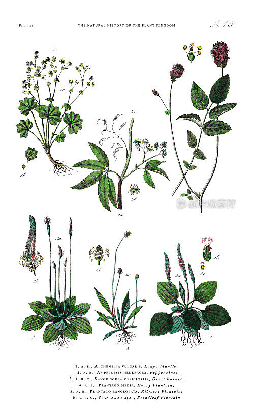 古董植物雕刻，植物王国的历史，维多利亚植物插图，板15，大约1853年