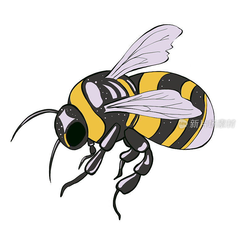 手绘的大黄蜂孤立在白色的背景