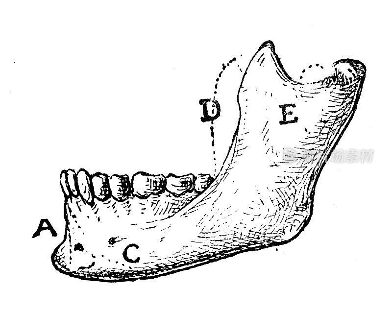 古董插图:上颚骨
