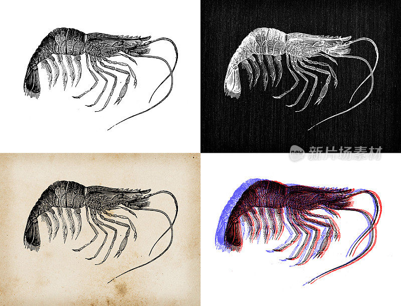 古董动物插图:角虾、角虾