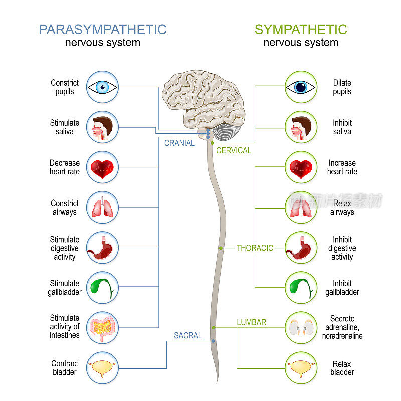 交感神经和副交感神经系统。