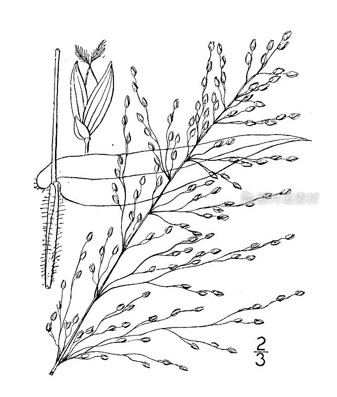 古植物学植物图例:秘穗，具糙硬毛的穗