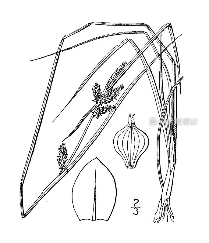 古植物学植物插图:苔草、苔草