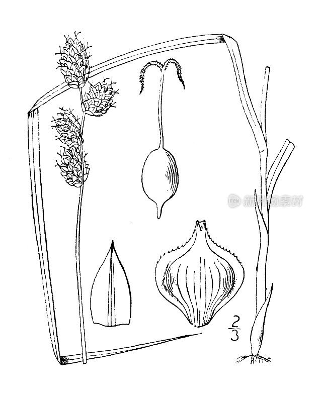 古植物学植物插图:苔草、宽翅莎草