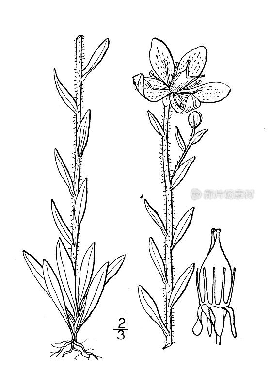 古植物学植物插图:石斑鱼，黄沼泽石斑鱼