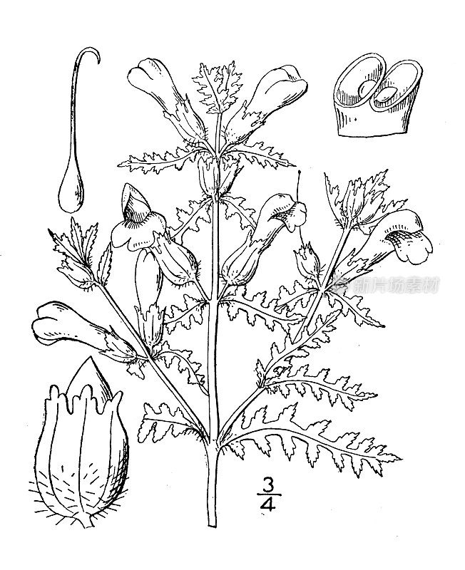 古植物学植物插图:马先蒿，紫色马先蒿