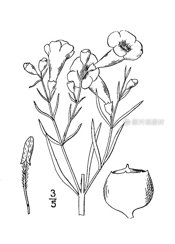 古植物学植物插图:麦叶吉拉地亚、亚麻叶吉拉地亚