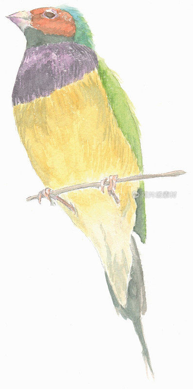 澳大利亚本地鸟，古甸雀的插图