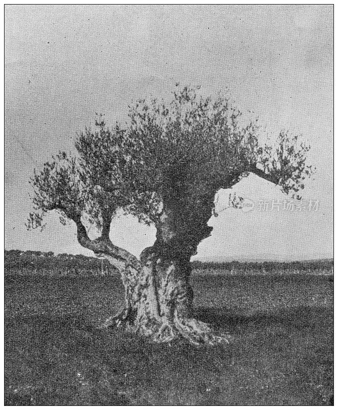 古老的形象:突尼斯的老橄榄树